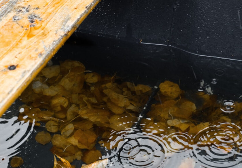 Närbild på regnvatten, höstlöv och en träplanka i en svart plastbehållare.